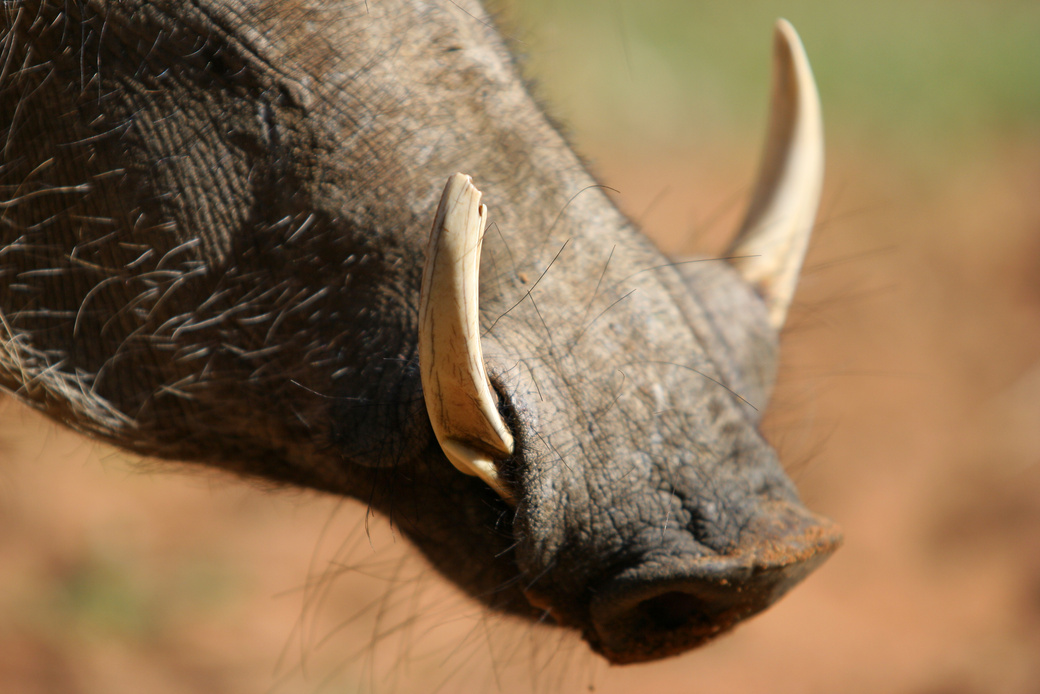 Warthog Snout